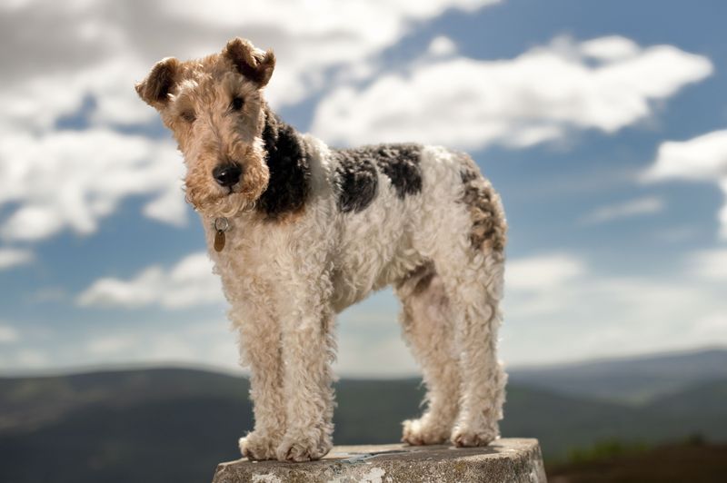 Wire Fox Terrier