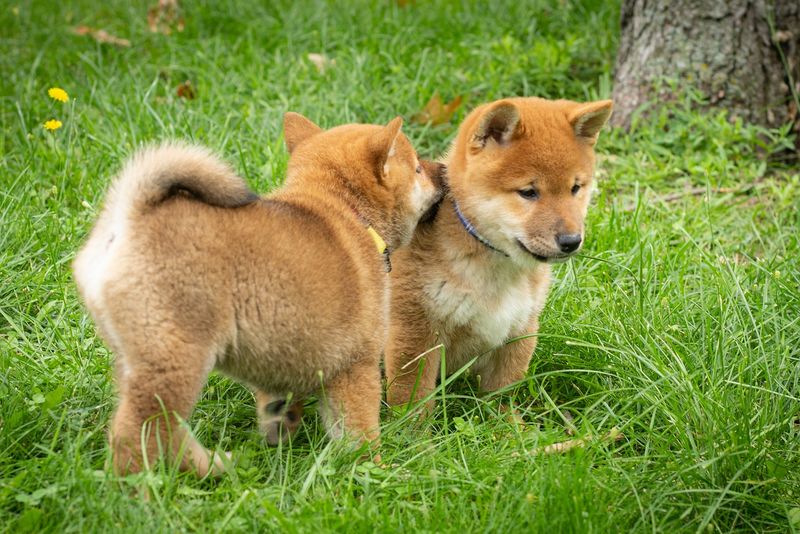 Shiba Inu
