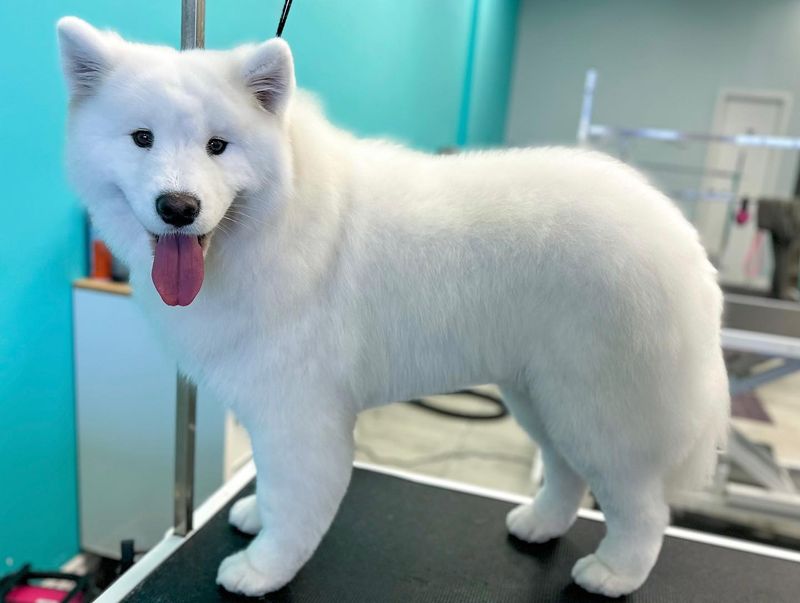 Samoyed
