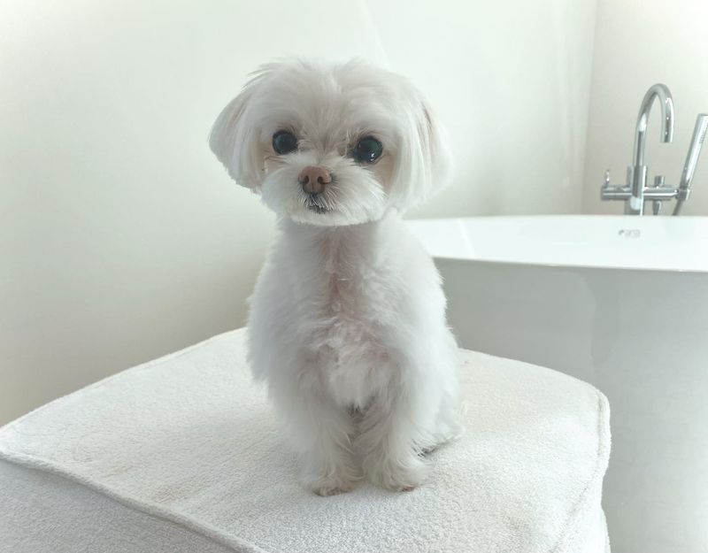 Maltese
