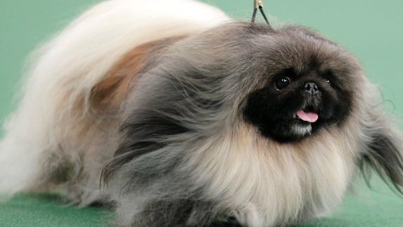 Pekingese