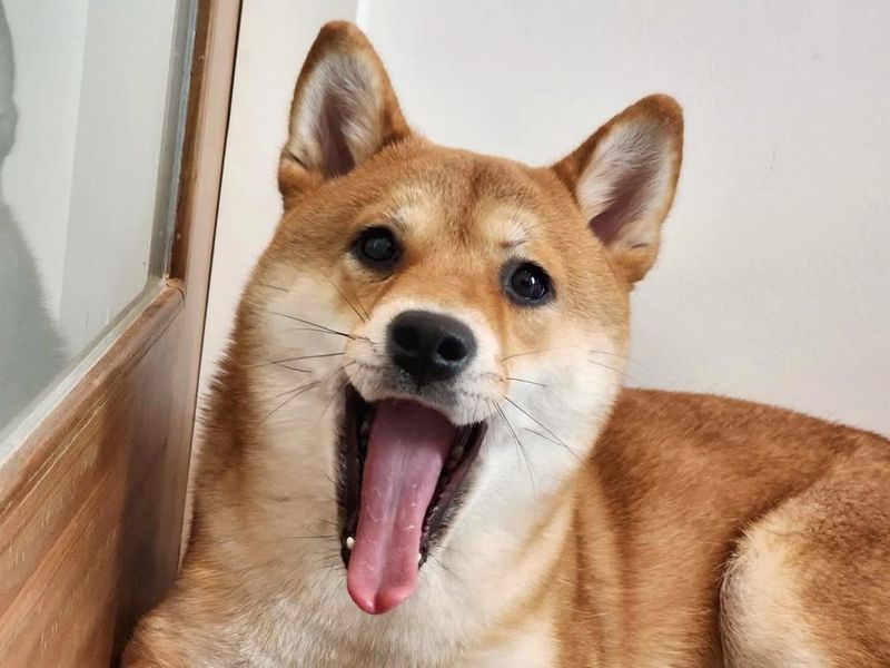 Shiba Inu