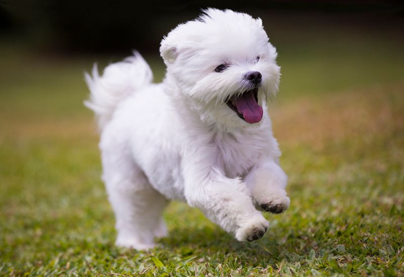 Maltese