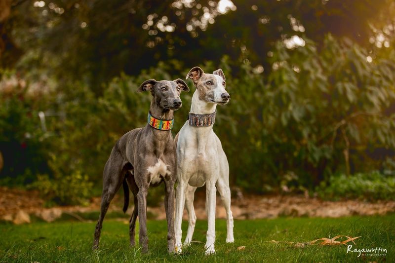 Whippet