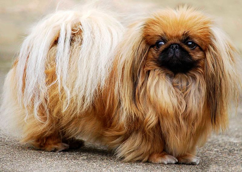 Pekingese