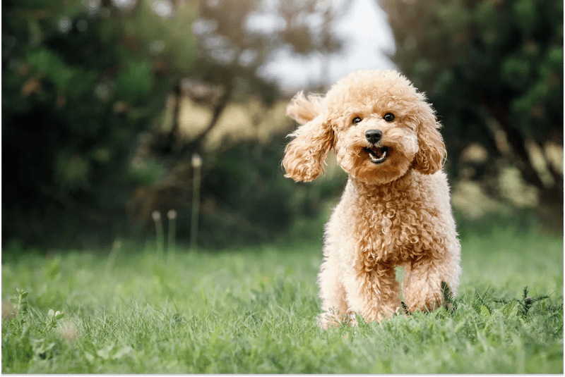 Poodle (Toy)