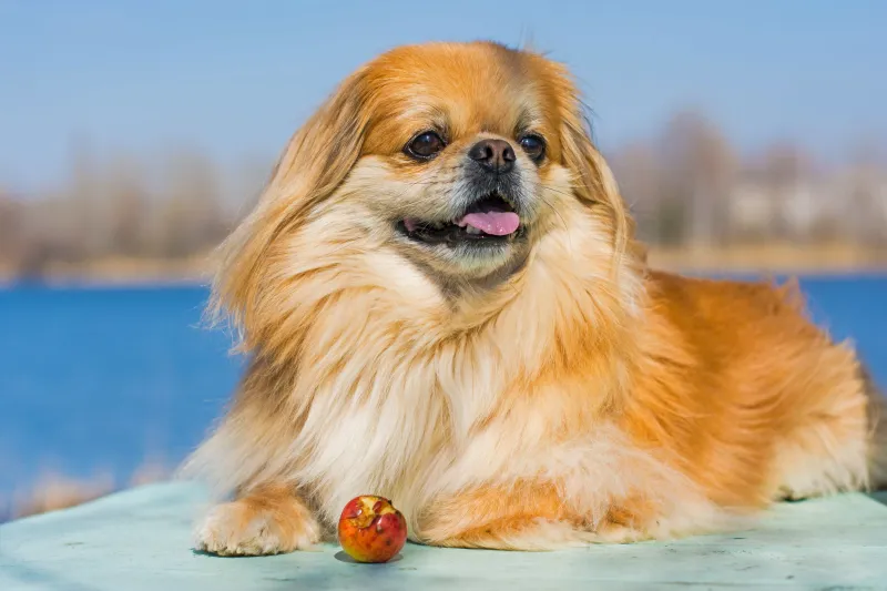 Pekingese
