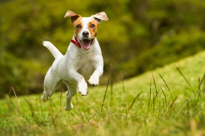 Jumping with Joy