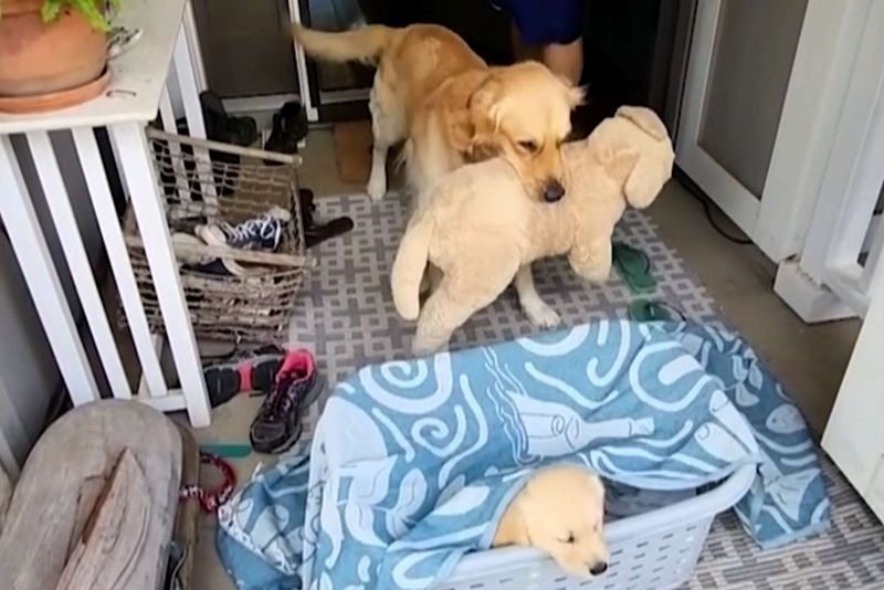 Bringing You Their Favorite Toy