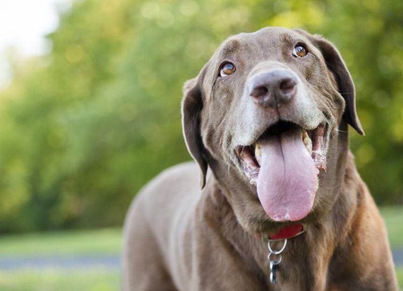 Excessive Panting