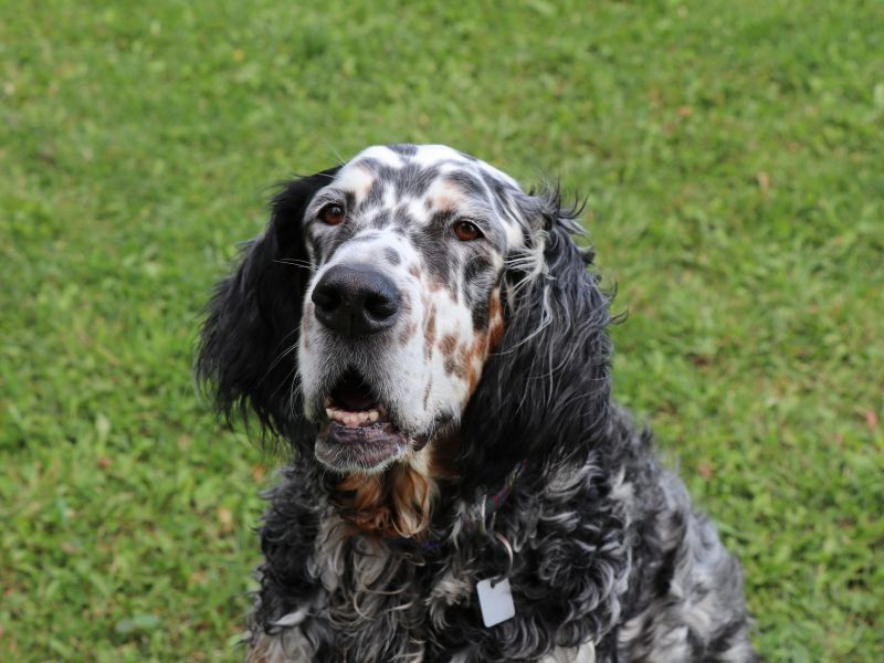 Blue Belton Setter