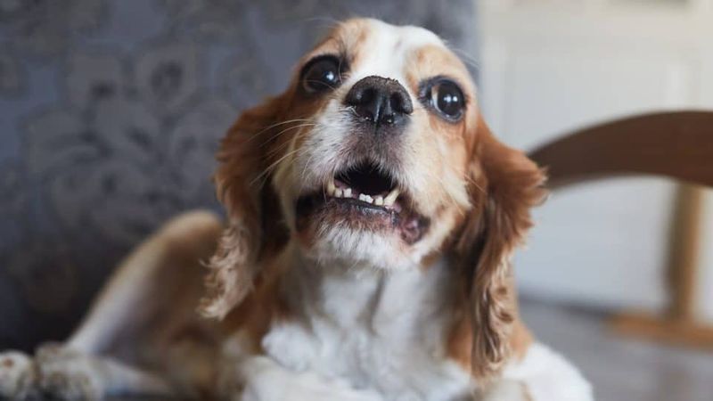 Whining or Whimpering