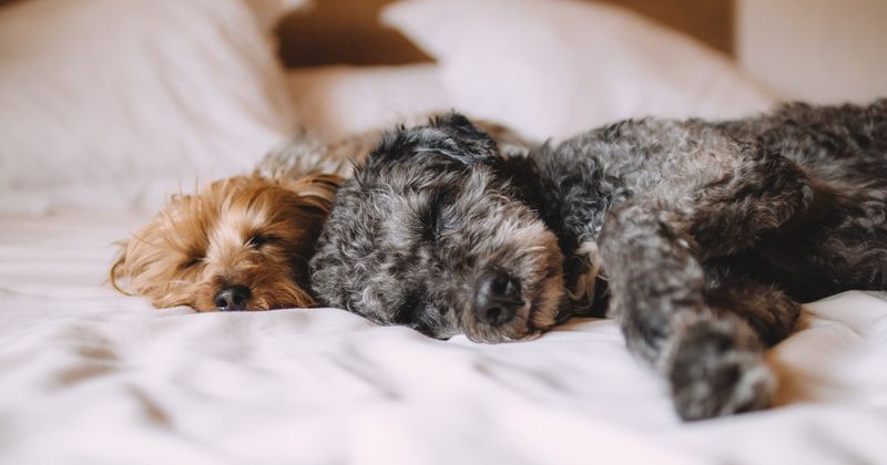 Increased Sleep and Lethargy