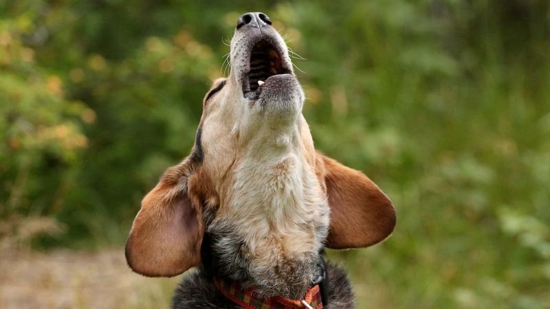 Increased Vocalization
