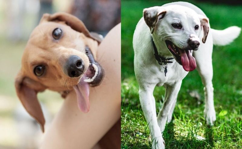 Panting or Pacing