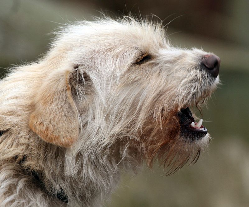 Increased Vocalization