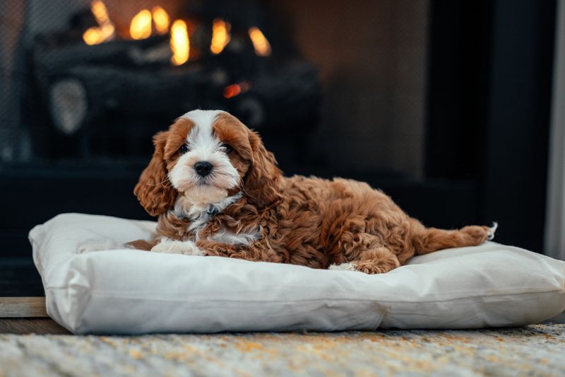 Charming Cavapoo