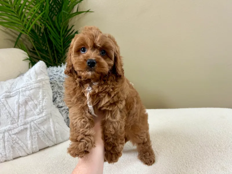 Charming Cavapoo