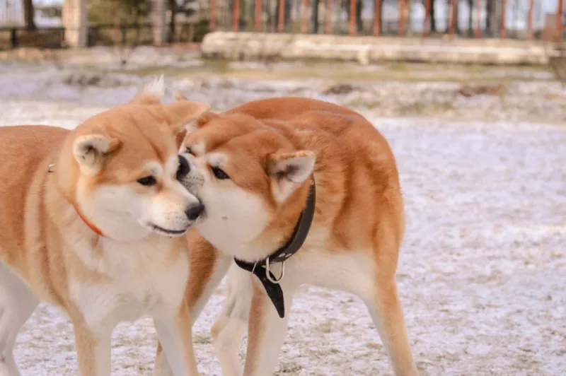 Akita