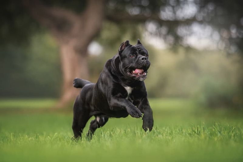 Versatile Working Dog