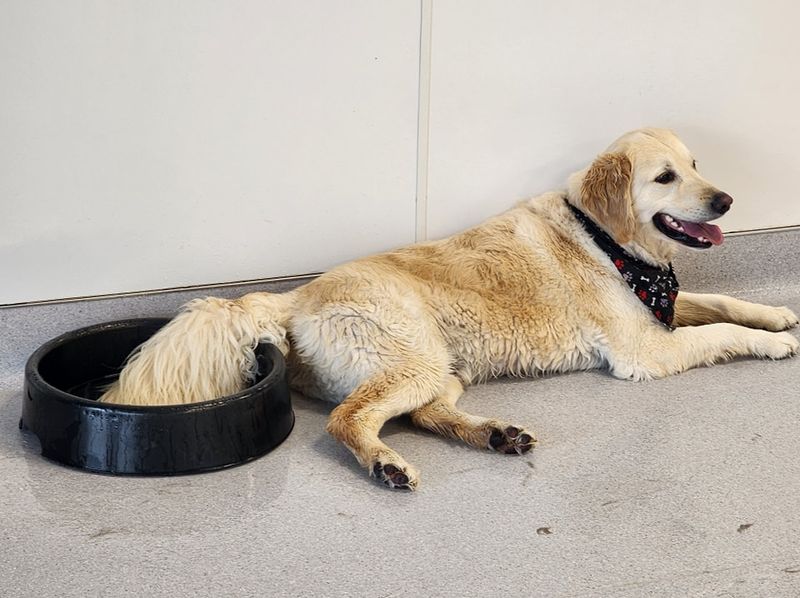 Happy Tail Wagging