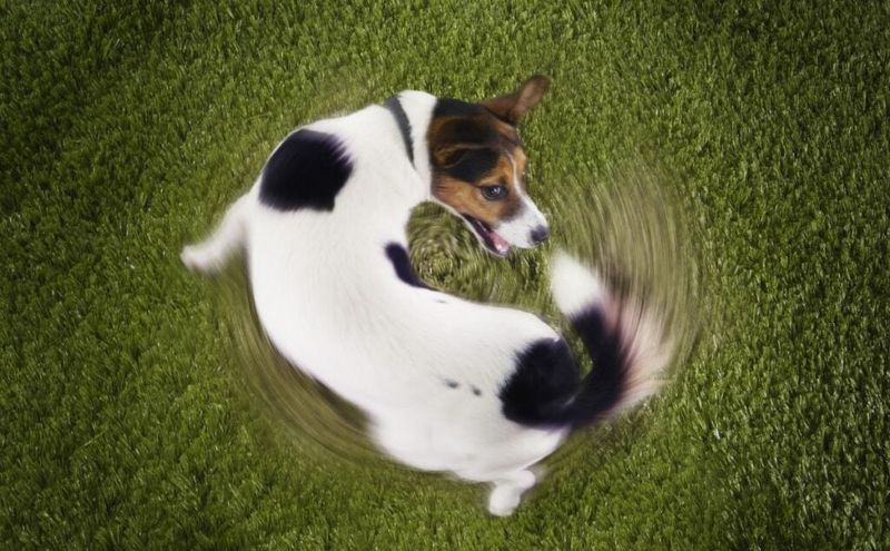 Joyful Tail Chasing