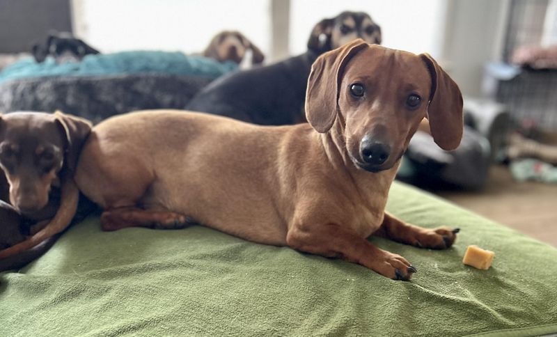 Curious Charlie