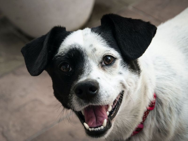 Eternal Optimism of Canines