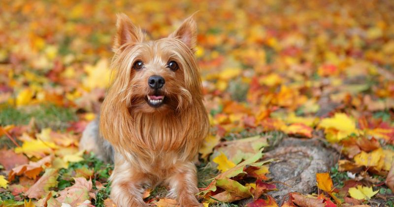 Toby the Terrier