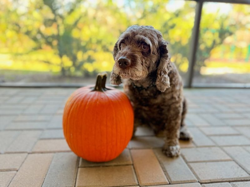 Pumpkin