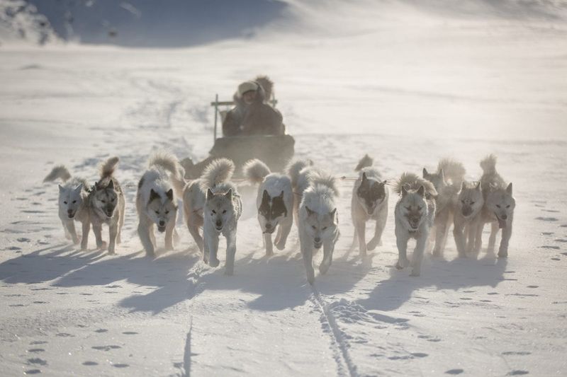 Greenland Dog