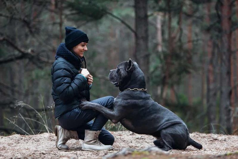 Loyal Companion
