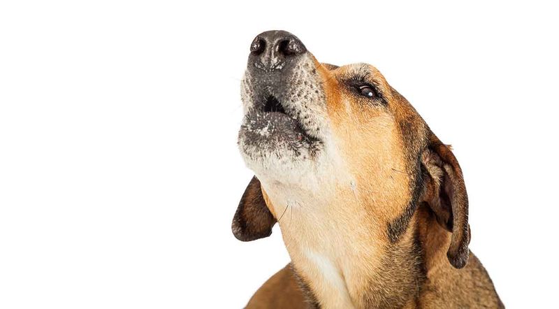 Barking When You're Away