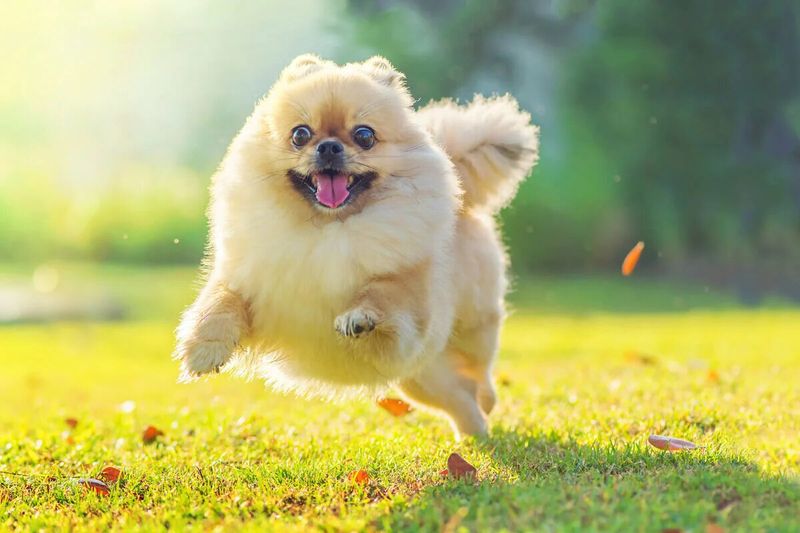 Pomeranian