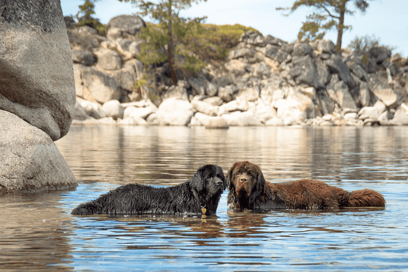 Newfoundland