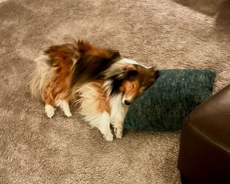 Shetland Sheepdog