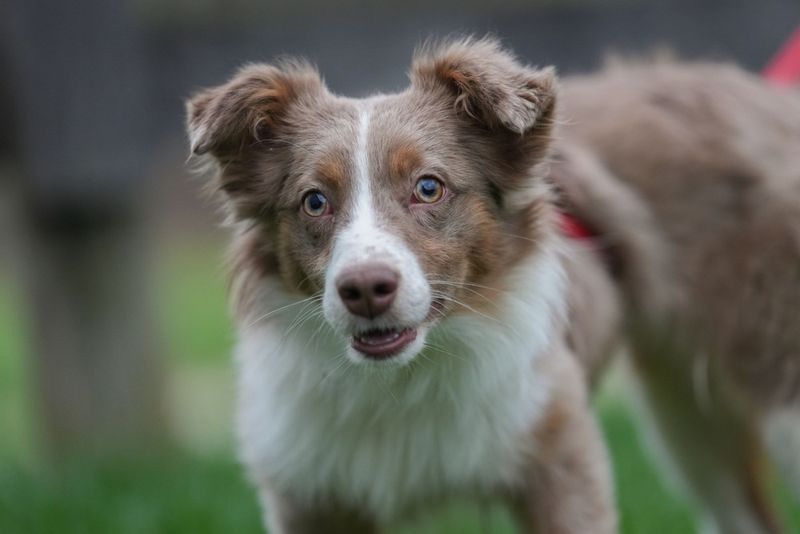 Australian Shepherd