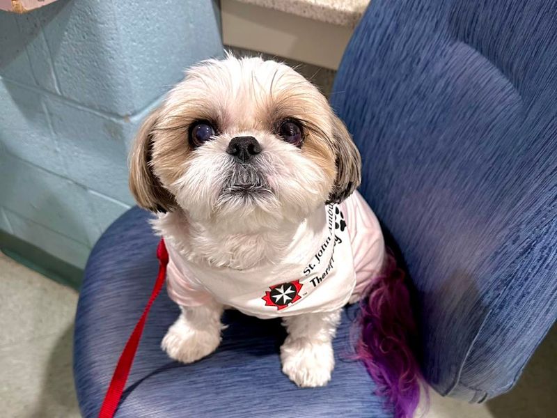 Shih Tzu