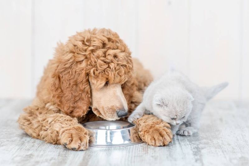 Poodle