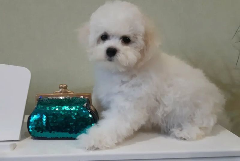 Bichon Frise