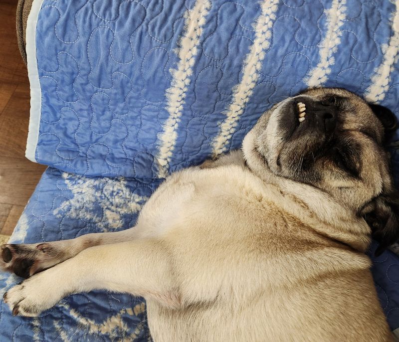 Pug