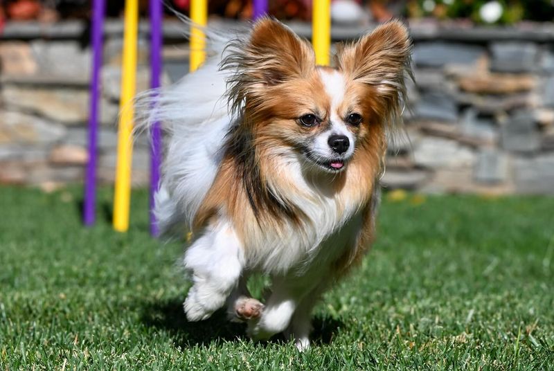 Papillon
