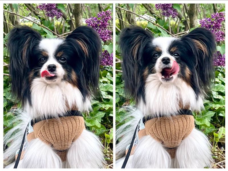 Papillon