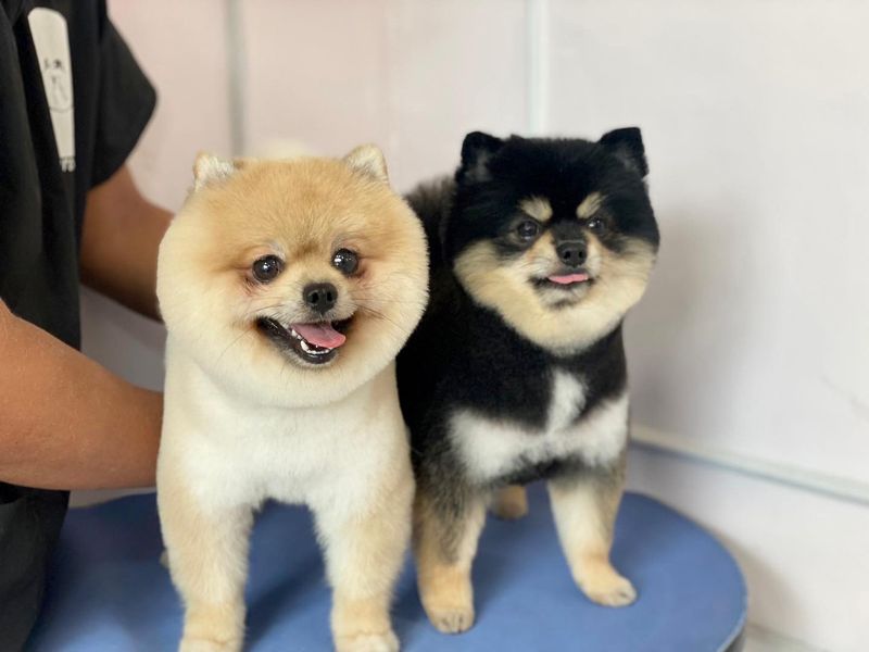Pomeranian