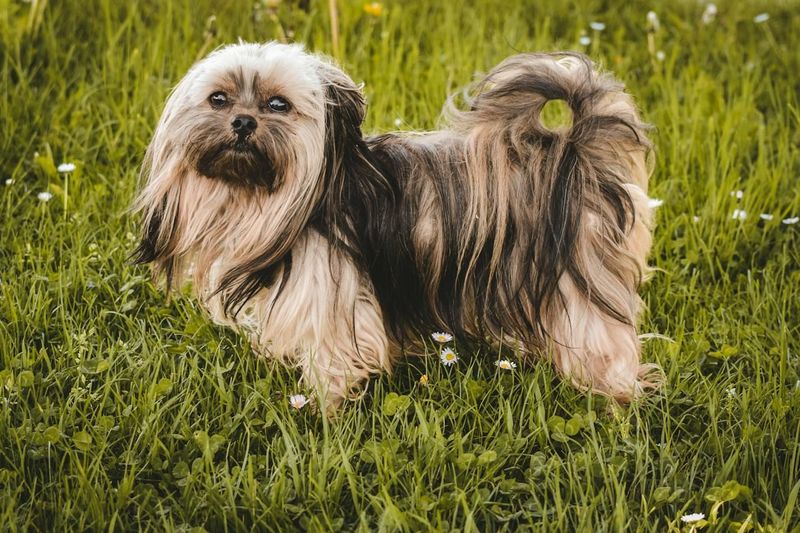 Shih Tzu