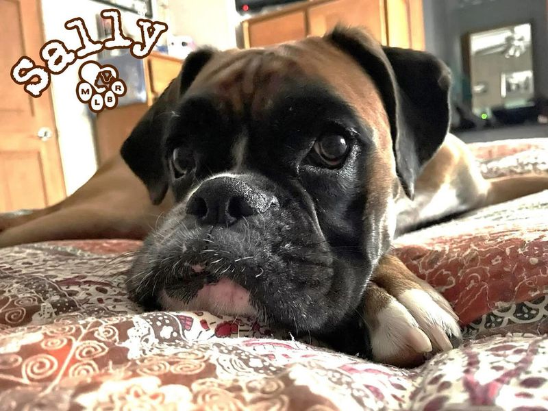 Boxer