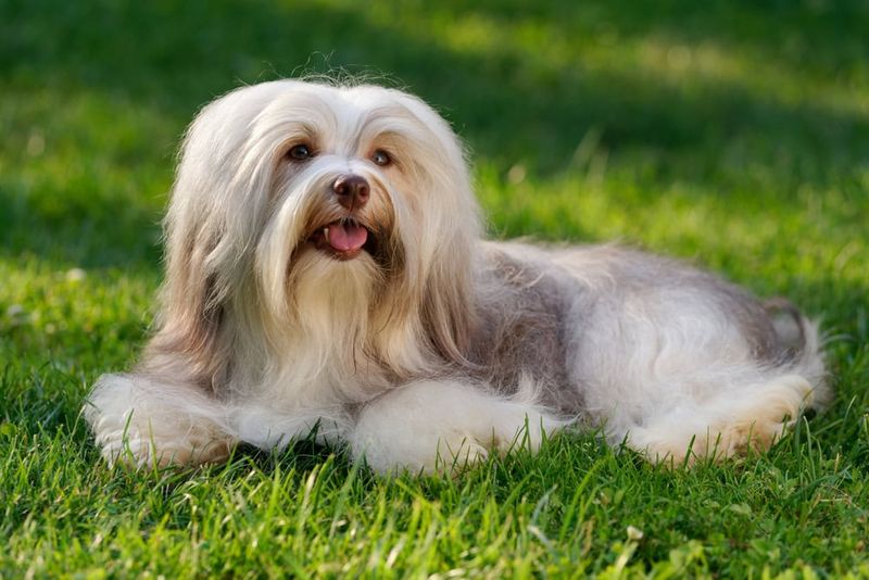 Havanese