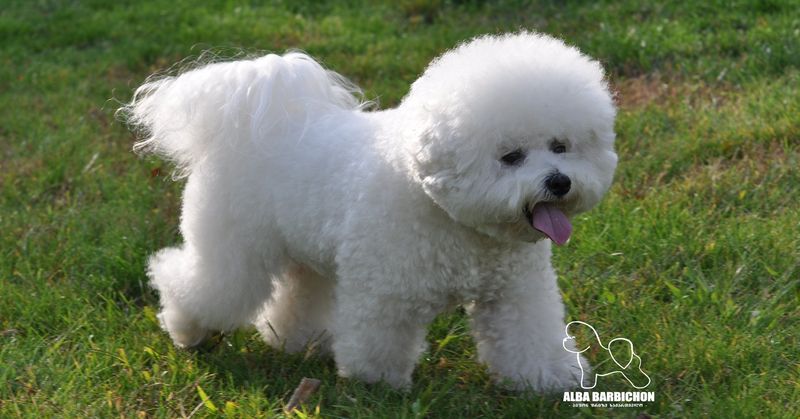 Bichon Frise