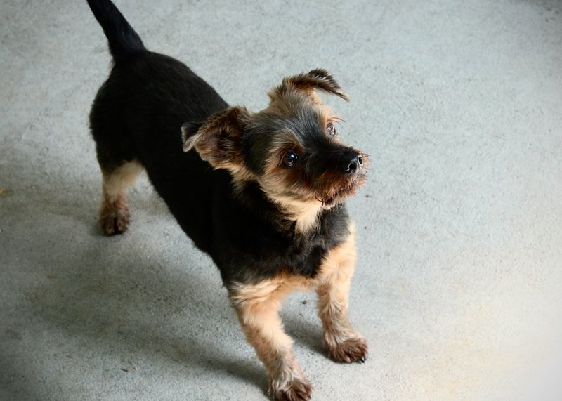 Yorkshire Terrier