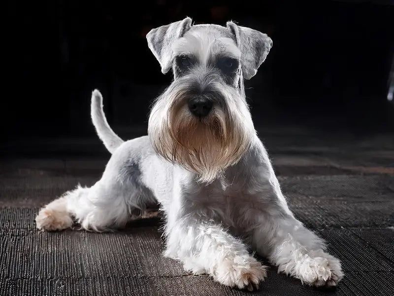 Miniature Schnauzer